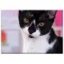Triple Blank Wall Plate Cover - Cat Pet Black And White Cat Domestic Cat Young Cat 1 Triple Blank Wall Plate Cover - Cat Pet Black And White Cat Domestic Cat Young Cat 1