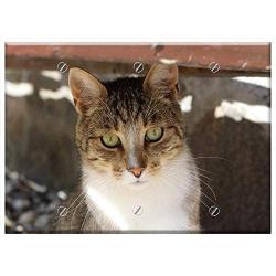 Triple Blank Wall Plate Cover - Cat Cat Face Cute Kitten Feline Kitty Furry Pet