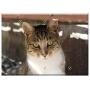 Triple Blank Wall Plate Cover - Cat Cat Face Cute Kitten Feline Kitty Furry Pet
