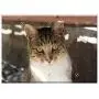 Triple Blank Wall Plate Cover - Cat Cat Face Cute Kitten Feline Kitty Furry Pet Triple Blank Wall Plate Cover - Cat Cat Face Cute Kitten Feline Kitty Furry Pet