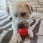 Northern Bark, Buy 1 and We Donate Additional 1 to Pet Shelter, Treat Dispensing Ball, Natural Rubber, Aggressive Chewers