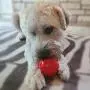 Northern Bark, Buy 1 and We Donate Additional 1 to Pet Shelter, Treat Dispensing Ball, Natural Rubber, Aggressive Chewers Northern Bark, Buy 1 and We Donate Additional 1 to Pet Shelter, Treat Dispensing Ball, Natural Rubber, Aggressive Chewers