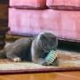Interactive Cat Toy, Durable Cat Interactive Toy, 12PCS Professional Dog for Pet Cat Cat Spring Toy Interactive Toy