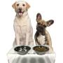ZEXPRO Medium Size Dog Acrylic Elevated Pet Bowls - Raised Clear Feeding Stand for Dogs - 2 Set of Stainless Steel Food Container 2021 Upgrade Version