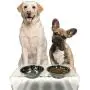 ZEXPRO Medium Size Dog Acrylic Elevated Pet Bowls - Raised Clear Feeding Stand for Dogs - 2 Set of Stainless Steel Food Container 2021 Upgrade Version ZEXPRO Medium Size Dog Acrylic Elevated Pet Bowls - Raised Clear Feeding Stand for Dogs - 2 Set of Stainless Steel Food Container 2021 Upgrade Version