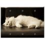 Triple Blank Wall Plate Cover - Adult White Cat Pet Pets Kitty Feline Clean