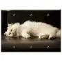 Triple Blank Wall Plate Cover - Adult White Cat Pet Pets Kitty Feline Clean Triple Blank Wall Plate Cover - Adult White Cat Pet Pets Kitty Feline Clean