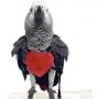 Alfie Pet - Talea Harness and Leash Set for Bird Alfie Pet - Talea Harness and Leash Set for Bird