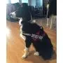 Doggie Stylz Service Dog Harness Vest Comes with 2 Reflective Service Dog DO NOT PET Removable Patches. Please Measure Dog Before Ordering Doggie Stylz Service Dog Harness Vest Comes with 2 Reflective Service Dog DO NOT PET Removable Patches. Please Measure Dog Before Ordering