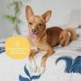 kin+kind Natural Odor Neutralizer for Home (12 fl oz) - Remove Pet Odor, Freshen Fabrics and Furniture, Eliminate Coat Odor - Safe, Natural Formula with Aloe - Made in The USA