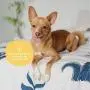 kin+kind Natural Odor Neutralizer for Home (12 fl oz) - Remove Pet Odor, Freshen Fabrics and Furniture, Eliminate Coat Odor - Safe, Natural Formula with Aloe - Made in The USA kin+kind Natural Odor Neutralizer for Home (12 fl oz) - Remove Pet Odor, Freshen Fabrics and Furniture, Eliminate Coat Odor - Safe, Natural Formula with Aloe - Made in The USA