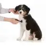 Pet Beauty Hair Brush Comb Blue Double Row Stainless SteelNail Needle Undercoat Rake for Dogs Cats Short Long Curly Wiry Hair Coats Pet Beauty Hair Brush Comb Blue Double Row Stainless SteelNail Needle Undercoat Rake for Dogs Cats Short Long Curly Wiry Hair Coats