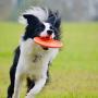 Sports Disc, Dog Frisbee Indestructible for Outdoors Beach Backyard Sports Play Discs, Fun Rubbery Summer Toy