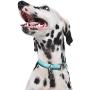 Now House for Pets by Jonathan Adler Green Chroma Collar, Large | Stylish and Fashionable Way to Keep Your Dog Looking Great | Cute and Adorable Dog Accessories for Pets, Chromatic