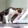 SureFeed Microchip Pet Feeder