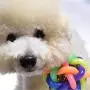 Yhytbhsh Fun Colorful Weave Style Bell Ball Pet Toy, Size: M (7.57.57.5cm) FFIIKIF Yhytbhsh Fun Colorful Weave Style Bell Ball Pet Toy, Size: M (7.57.57.5cm) FFIIKIF