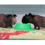 STAYbowl Tip-Proof Ergonomic Pet Bowl for Guinea Pig and Other Small Pets, 1/4-Cup Small Size, Spring Green
