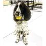 SodaPup Industrial Dog Chew Ball - Tough Dog Toys - Durable Dog Toys - Chew Toy - Busy Ball for Dogs - Dog Ball - Treat Ball for Dogs