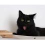 CatastrophiCreations Mini Garden - Multiple Level Cat Hammock and Climbing Activity Center - Wall-Mounted Cat Tree Shelves