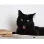 CatastrophiCreations Mini Garden - Multiple-Level Cat Hammock CatastrophiCreations Mini Garden - Multiple-Level Cat Hammock