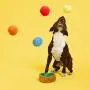 BARK Willards Billiards Dog Toy, Medium BARK Willards Billiards Dog Toy, Medium
