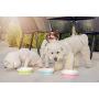 Petique Eco-Friendly PLA Pet Dishes