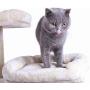 Hey-bro 61.5'' Extra Large Multi-Level Cat Tree Condo Furniture with Sisal-Covered Scratching Posts, 2 Bigger Plush Condos, Perch Hammock for Kittens, Cats and Pets