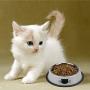 TOMAS Cat Bowls Cat Dishes Kitten Bowls Cat Food Water Bowls with Non-Slip Rubber Base Pet Bowls Feeding Bowls for Cats and Puppies