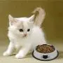 TOMAS Cat Bowls Cat Dishes Kitten Bowls Cat Food Water Bowls with Non-Slip Rubber Base Pet Bowls Feeding Bowls for Cats and Puppies