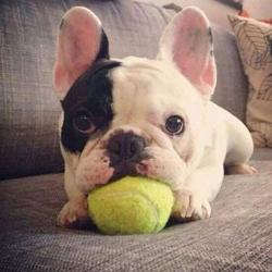 Chenyouwen Pet Toys Great Rubber Pet Toy Ball Elastic Type Pet Tennis Ball, Diameter: 6cm