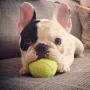 Chenyouwen Pet Toys Great Rubber Pet Toy Ball Elastic Type Pet Tennis Ball, Diameter: 6cm