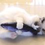 Krimo Interactive Toys Cat Catnip Toys Pet Fish Shape Cat Pillow Cat Toy Pet Toy Simulation Plush Doll Toys for for Cat Pet Kitties Baby Cat