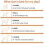 Amazon Basics Cooling Elevated Pet Bed