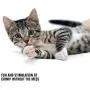 Avalanche - Cat Collar & Toy Kit with No Mess Catnip Balls | Classic Bell Collar, Durable Toy Mouse & 3 Mess Free Catnip Balls for Stimulated Play & Fun | Great Gift for Kittens and Adult Cats Avalanche - Cat Collar & Toy Kit with No Mess Catnip Balls | Classic Bell Collar, Durable Toy Mouse & 3 Mess Free Catnip Balls for Stimulated Play & Fun | Great Gift for Kittens and Adult Cats