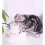 Pet Water Dispenser Smart Ceramic Pet Cat Water Fountain Drinking Dispenser, 1.5L Pets Automatic Fountain Replacement Carbon Filter Cotton Ultra Silent Healthy and Hygienic for Dogs Cats Pet Feeder