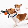 Pokeling 3 Pack Dog Squeaky Toys, Spider Plush Dog Toy, Stuffed Puppy Chew Toys for Small Medium Dog Puppy Pets