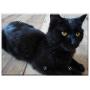Triple Blank Wall Plate Cover - The Cat Is Black Cats Pet Yellow-Eyed Cat
