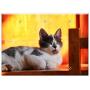 Triple Blank Wall Plate Cover - Cat Feline Cats Siamese Kitten Cat Wood