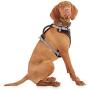 Reddy Black Dog Harness, XX-Large/3X-Large