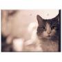 Triple Blank Wall Plate Cover - Cat Animal Feline Pet Cats 1