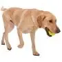 West Paw Rowdies with HardyTex, Plush Dog Toy (Judith, Orange Fur) & Zogoflex Jive Ball Dog Chew Toy (2-Inch, Tangerine) West Paw Rowdies with HardyTex, Plush Dog Toy (Judith, Orange Fur) & Zogoflex Jive Ball Dog Chew Toy (2-Inch, Tangerine)