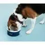 Einstein Designer Pet Dog Cat Ceramic Porcelain Feeding Bowl Food Water Feeder Blue White Einstein Designer Pet Dog Cat Ceramic Porcelain Feeding Bowl Food Water Feeder Blue White