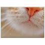 Triple Blank Wall Plate Cover - Cat Nose Snout Pet Domestic Cat Cat Nose Animal