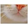 Triple Blank Wall Plate Cover - Cat Nose Snout Pet Domestic Cat Cat Nose Animal Triple Blank Wall Plate Cover - Cat Nose Snout Pet Domestic Cat Cat Nose Animal