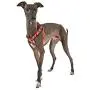 Puppia Life - Baxter Harness X Puppia Life - Baxter Harness X