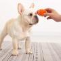 Xuecai Latex Dog Chewing Squeaky Ball Toys Rugby Football Fetch Play Toy for Puppy Small Medium Pets Dog 2021 New