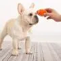Xuecai Latex Dog Chewing Squeaky Ball Toys Rugby Football Fetch Play Toy for Puppy Small Medium Pets Dog 2021 New Xuecai Latex Dog Chewing Squeaky Ball Toys Rugby Football Fetch Play Toy for Puppy Small Medium Pets Dog 2021 New