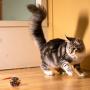Gigwi Interactive Mouse Cat Toy, Squeaky Cat Toy with Real Mouse Electronic Sound, Automatic Moving Mouse Toy for Indoor/Outdoor Cats