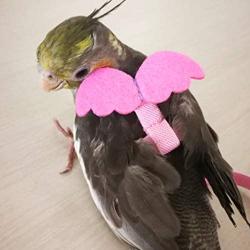 Alfie Pet - Karly Harness and Leash Set for Bird