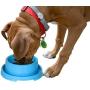 PetLike Dog Bowls Pet Food Bowls, No Spill Cat Food Bowl Water Food Feeder Pet Dishes for Cat Puppies Small Dogs